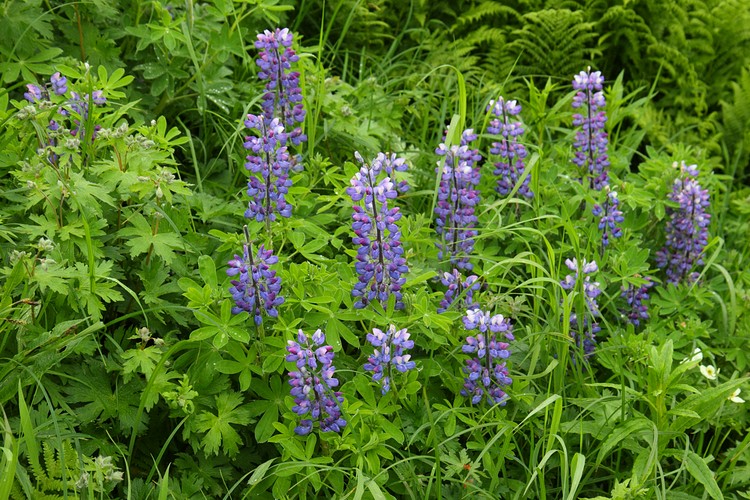 Lupine