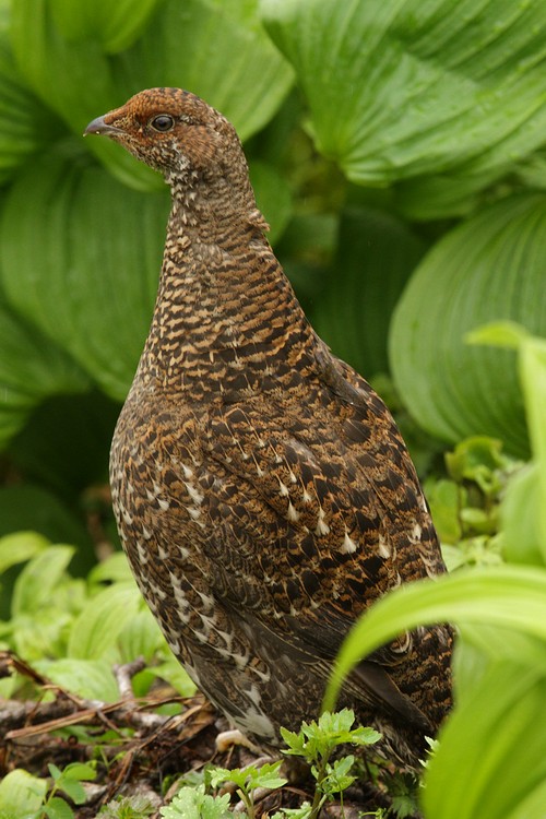 Blue Grouse