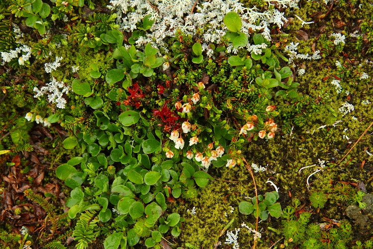 Ground cover