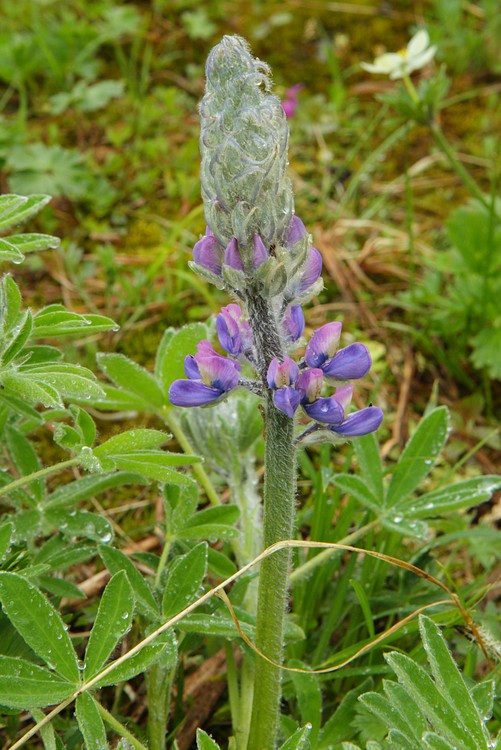 Lupine