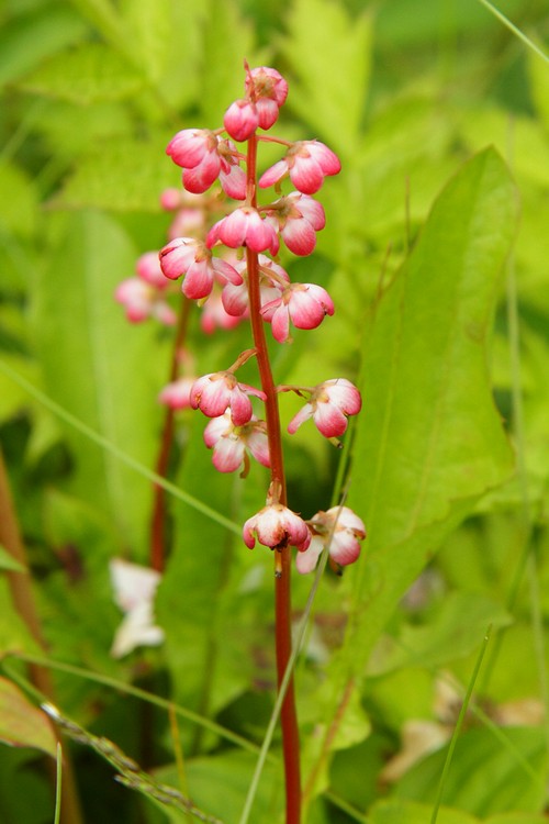Bog wintergreen