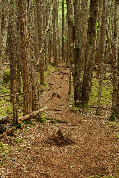Lower Dewey Lake Trail