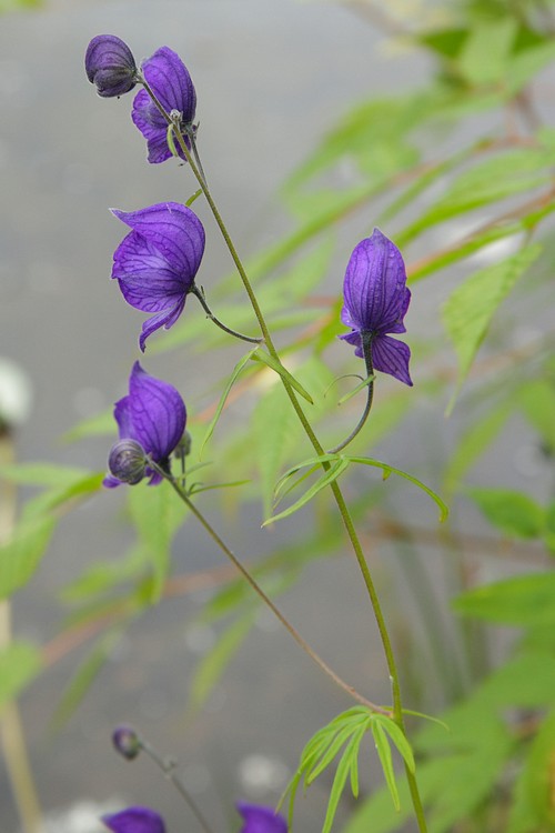Monkshood