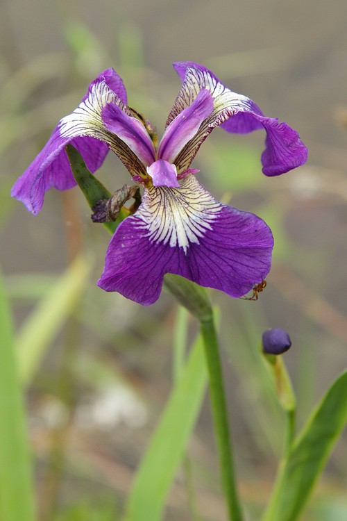 Iris