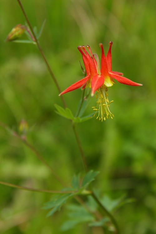 Columbine