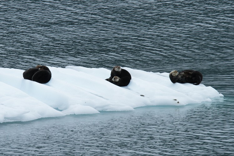 Sea Otters on iceberg