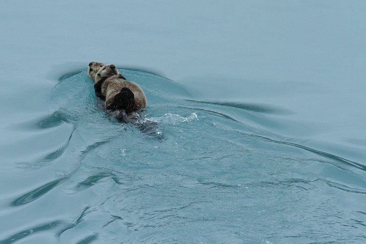 Sea Otters - mom and pup