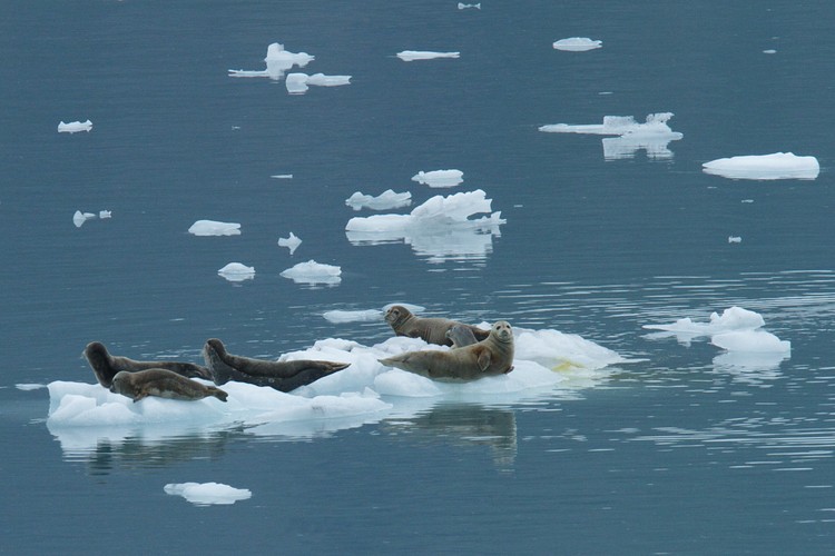 Harbor Seals