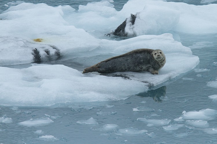 Harbor Seal