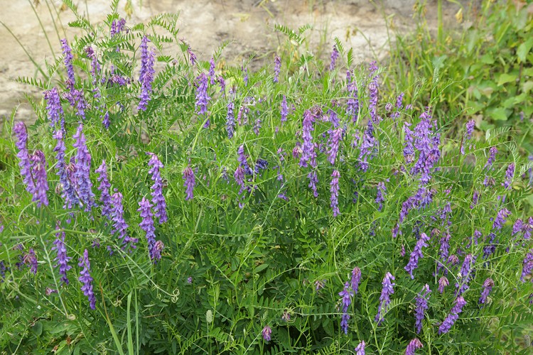 Vetch