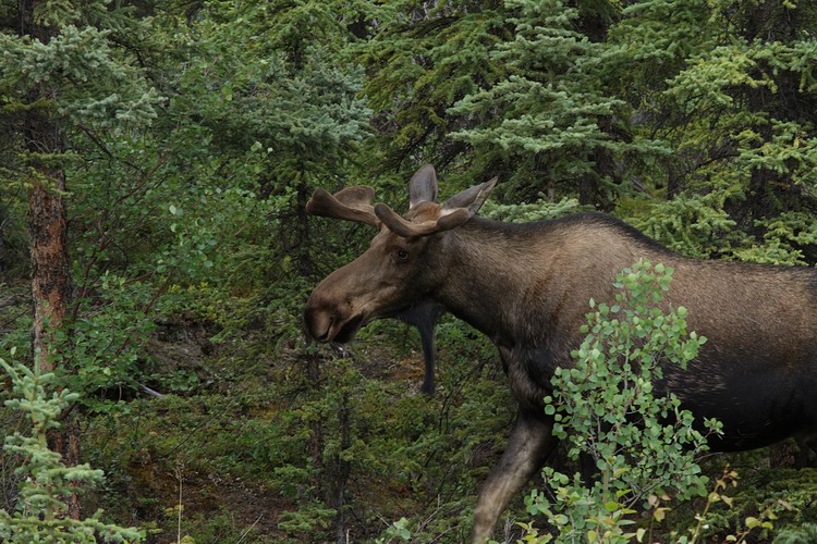 Moose in the woods