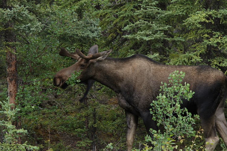 Moose in the woods