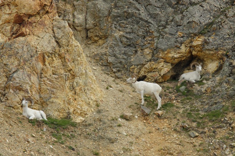 Dall Sheep