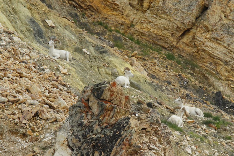 Dall Sheep