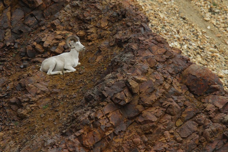 Dall Sheep