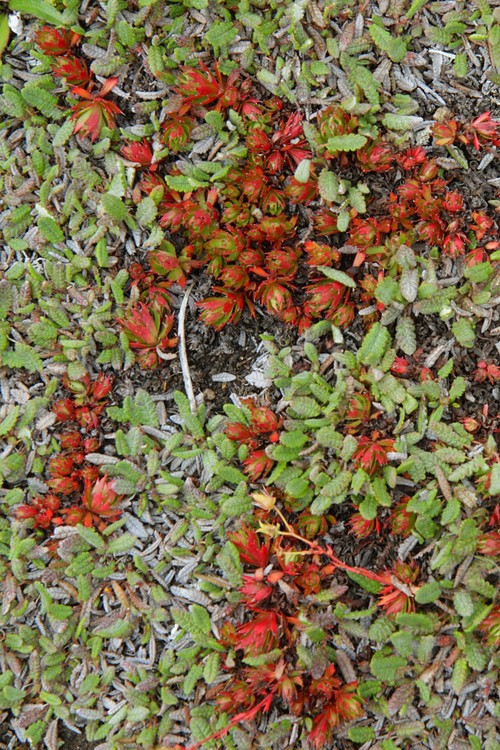 Tundra ground cover