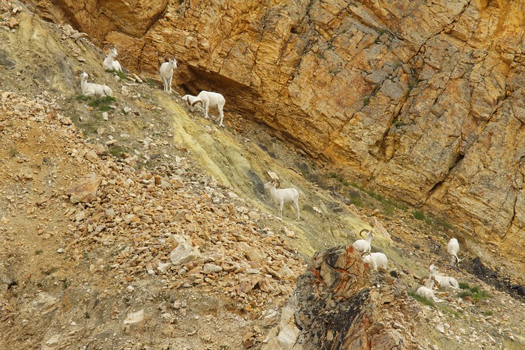 Dall Sheep