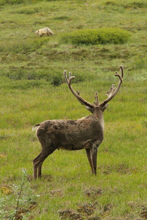 Caribou watching a fox