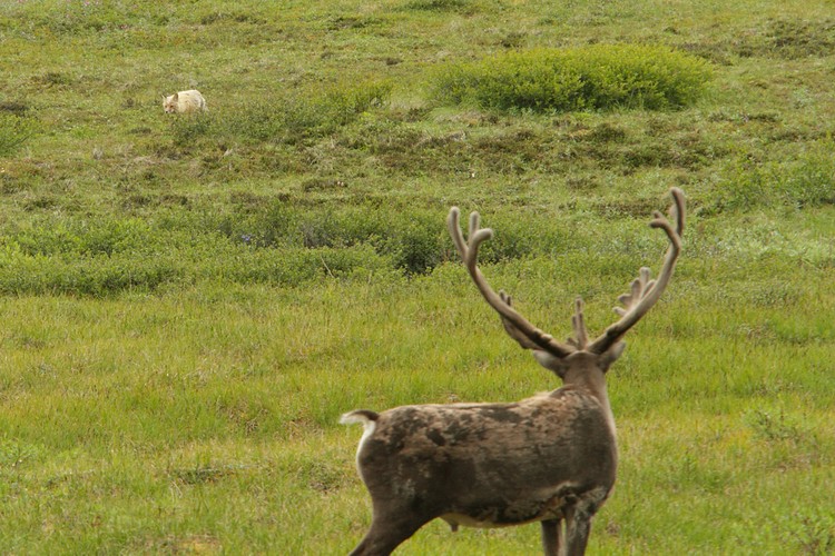Caribou watching a fox