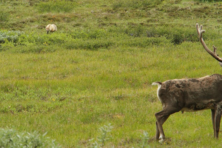 Caribou watching a fox
