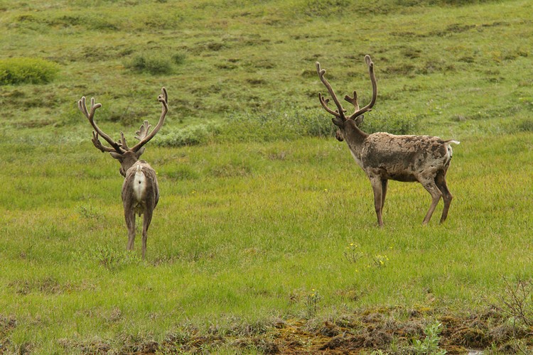 Caribou watching a fox
