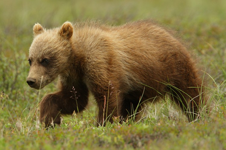 Grizzly cub