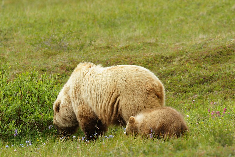 Mom and cub
