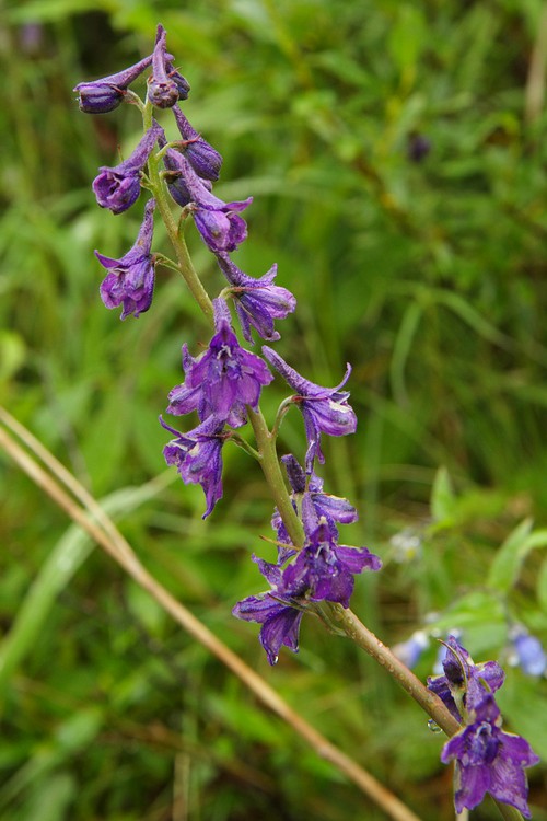 Larkspur