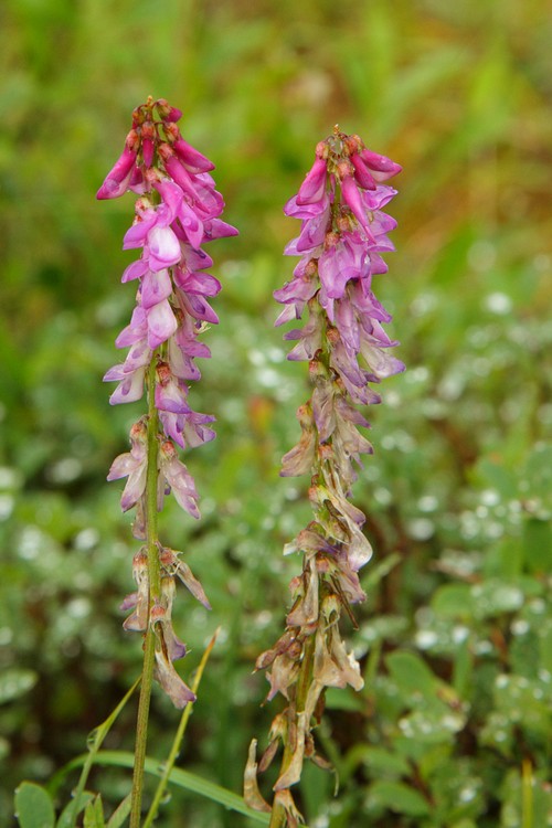 Northern Sweetvetch