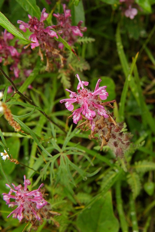 Sudetan lousewort