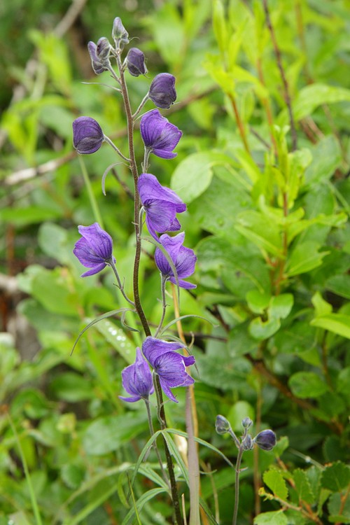 Monkshood