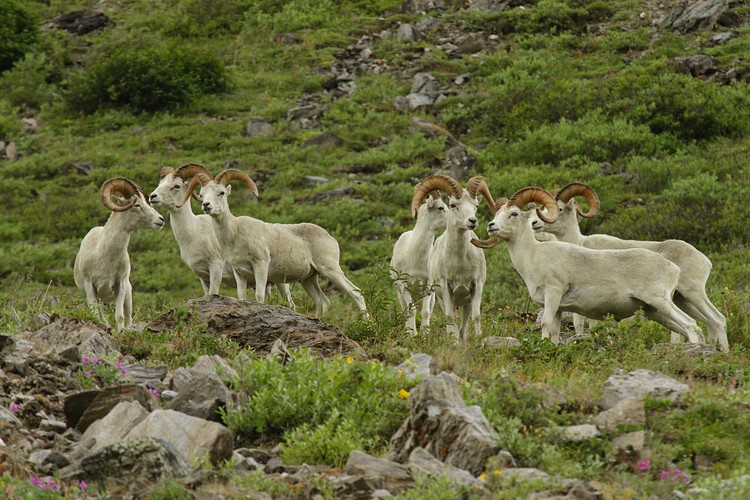 Dall sheep