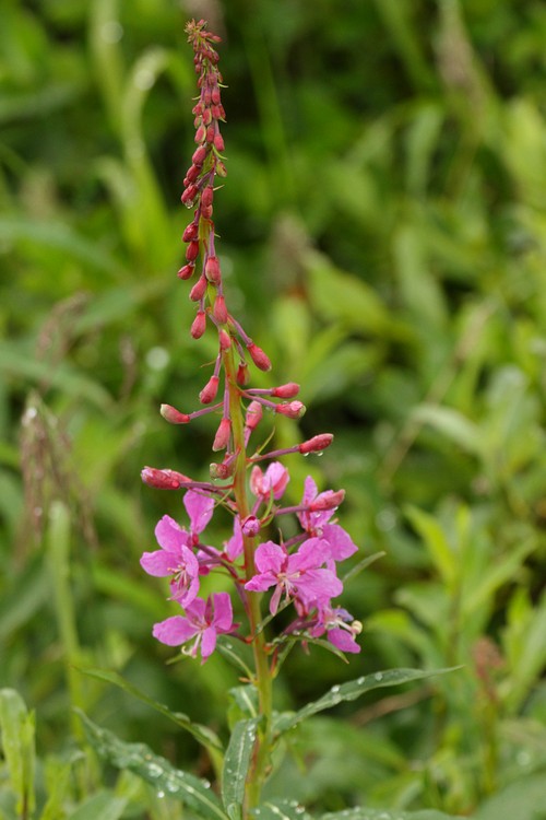 Fireweed