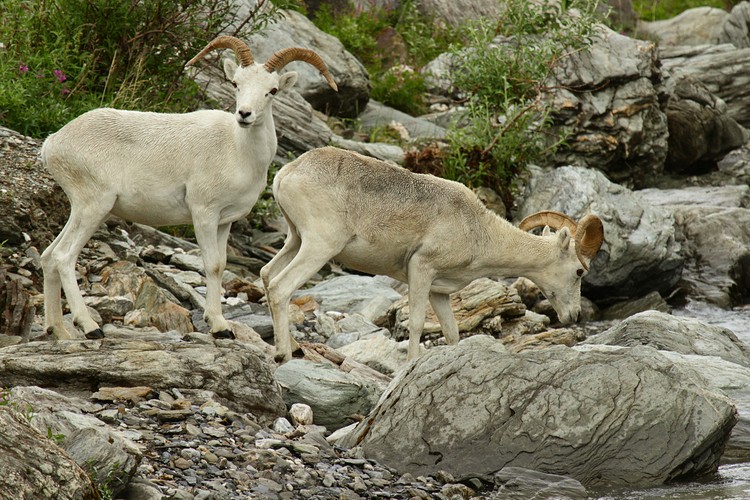 Dall sheep