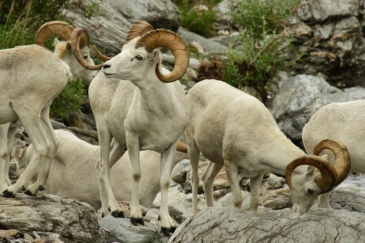 Dall sheep