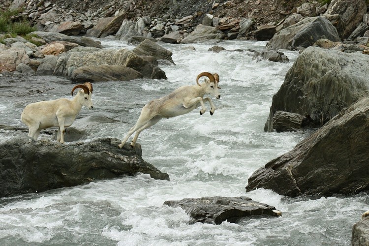Dall sheep crossing the Savage River