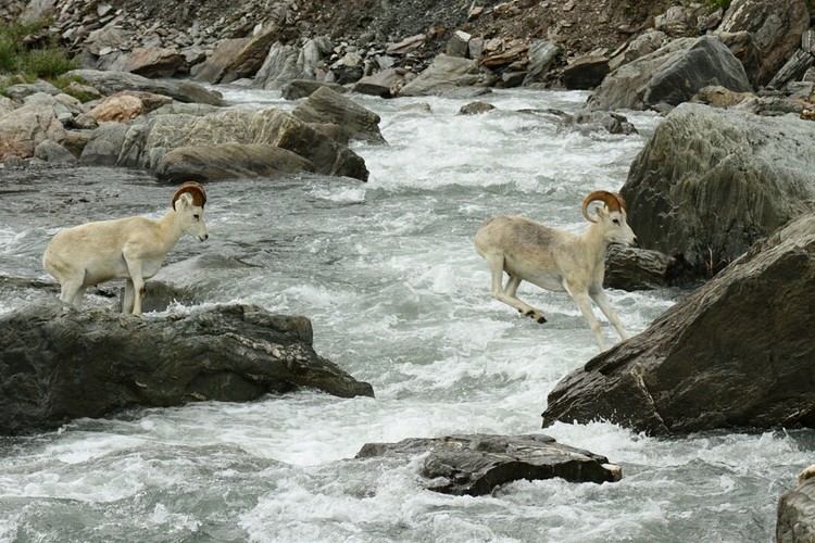 Dall sheep crossing the Savage River