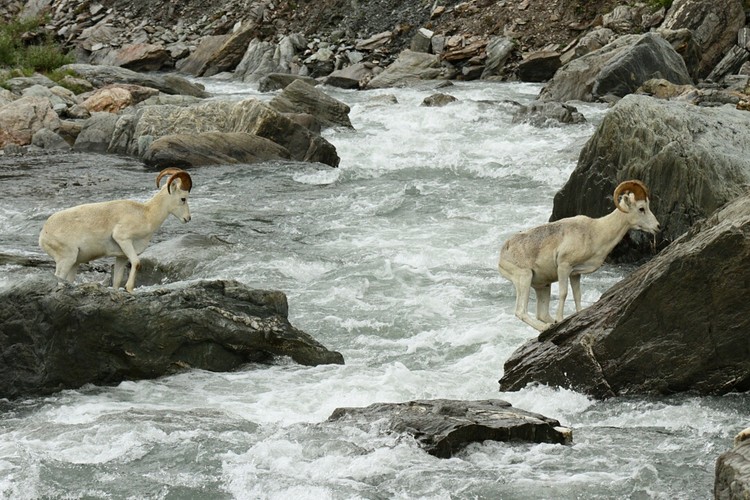 Dall sheep crossing the Savage River