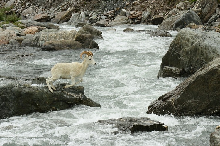 Dall sheep crossing the Savage River
