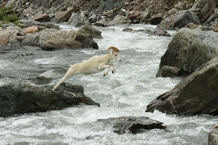 Dall sheep crossing the Savage River