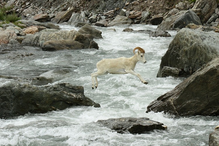 Dall sheep crossing the Savage River