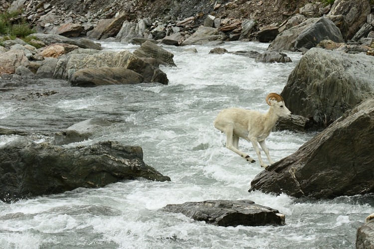 Dall sheep crossing the Savage River