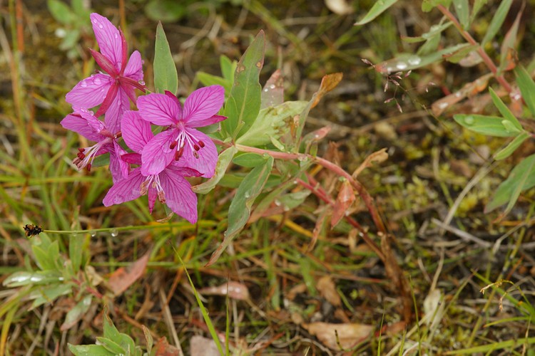 Dwarf fireweed