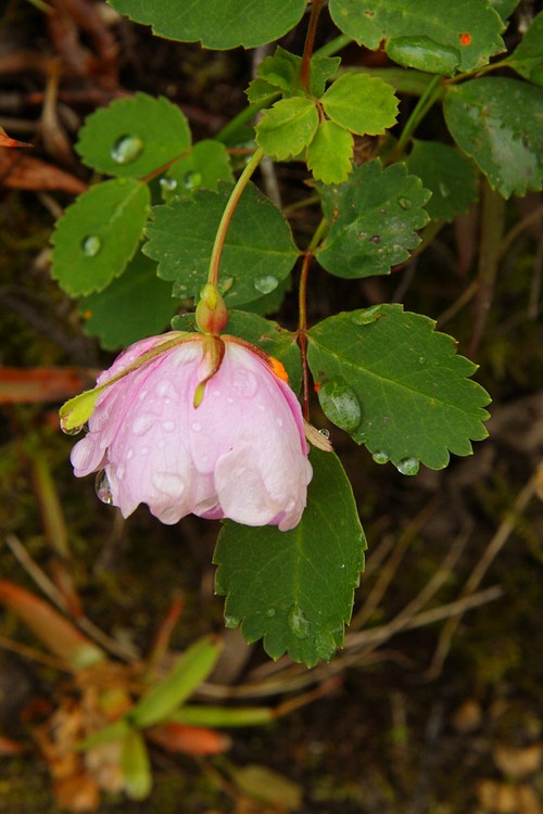 Wild rose