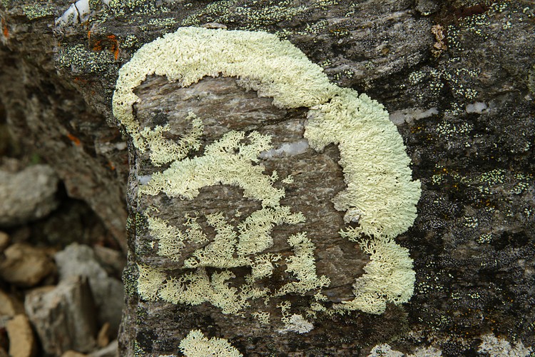 Lichen