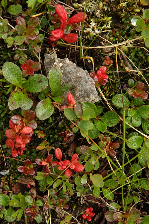 Tundra groundcover
