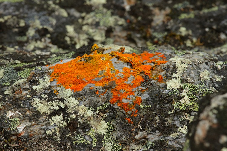 Lichen