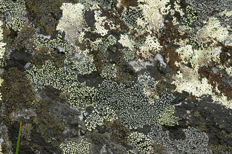 Lichen