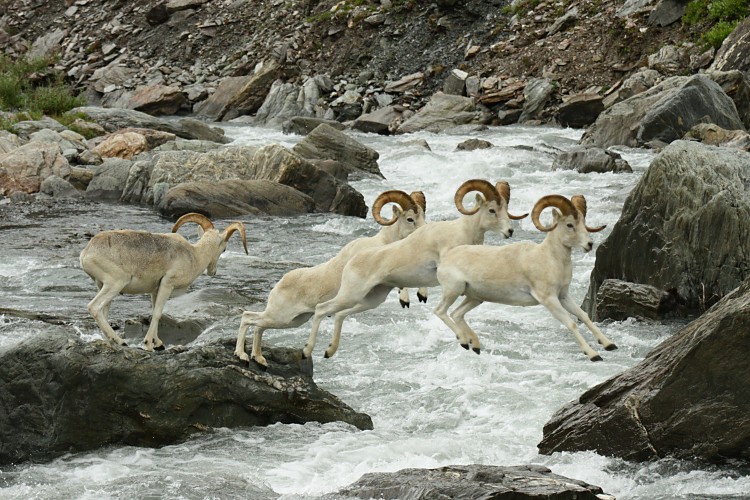 Dall sheep crossing the Savage River