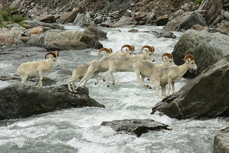 Dall sheep crossing the Savage River